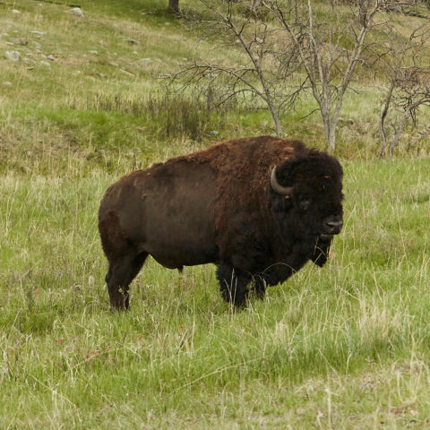 A buffalo standing in a field  